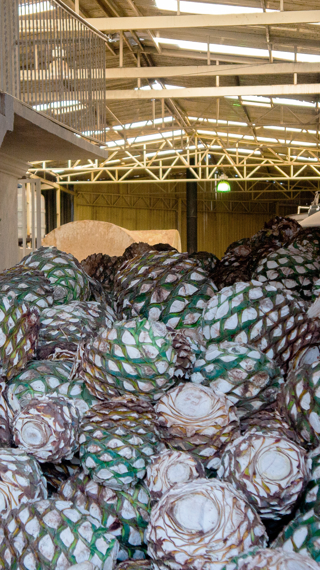 Compra y Venta de Agave